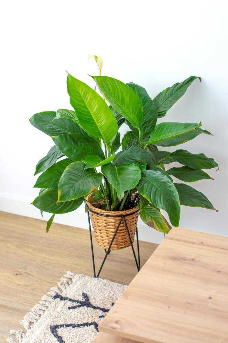 ilustrasi peace lily