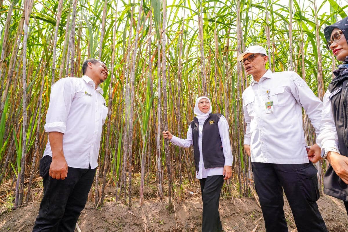 Tebu Ditambah Gede-gedean, Serapan Gula Masih Jadi PR