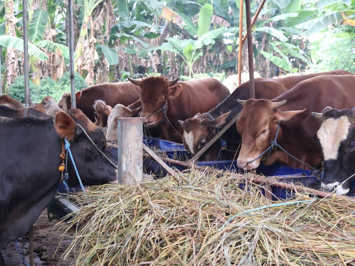 Beberapa sapi kurban berwarna cokelat dan hitam sedang makan rumput di kandang sapi Jowo, Banjir Kanal Timur, Jakarta Timur.
