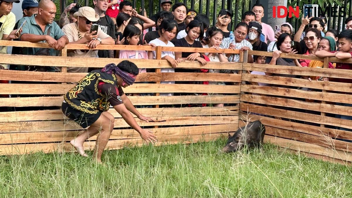 Mata Ditutup, Peserta Lomba Tangkap Babi di Pontianak Dibuat Kewalahan