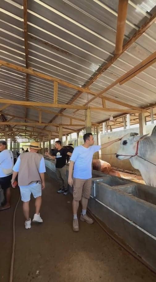 Beberapa pria berada di dalam kandang sapi, salah satunya menyentuh kepala sapi berwarna putih di area peternakan beratap seng.