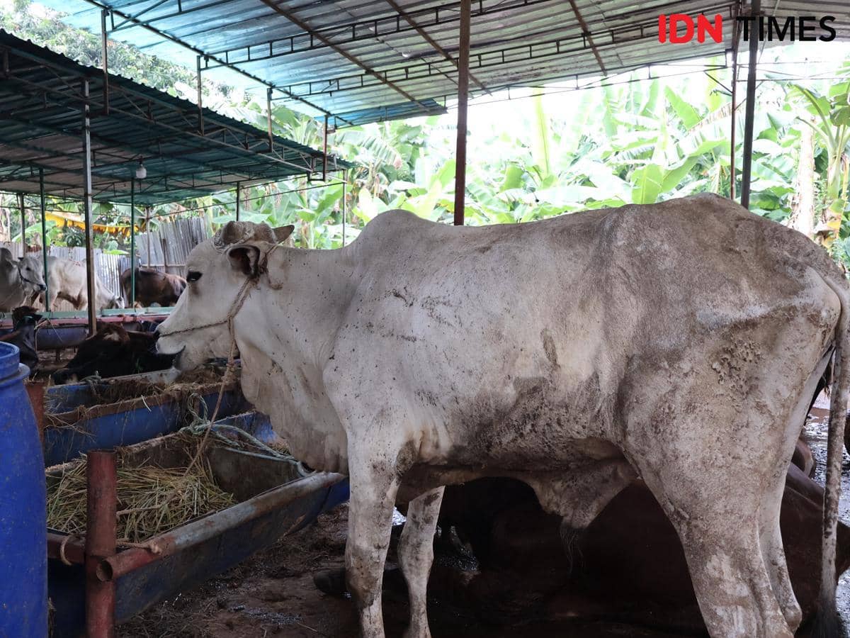 Meski Rupiah Melemah, Penjualan Sapi Kurban di Jaktim Tetap Ramai