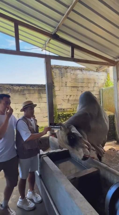 Dua pria berdiri di dekat seekor sapi besar di kandang beratap seng, salah satu pria memegang papan bertuliskan 'SALMOND'.