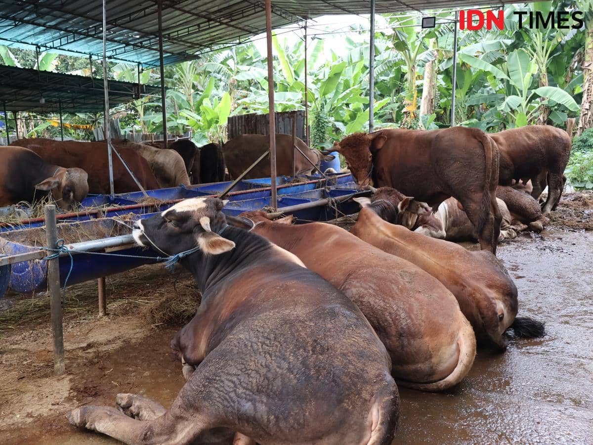 Berburu Hewan Kurban Jelang Idul Adha, Sapi Premium Seharga Rp70 Juta Laku Terjual