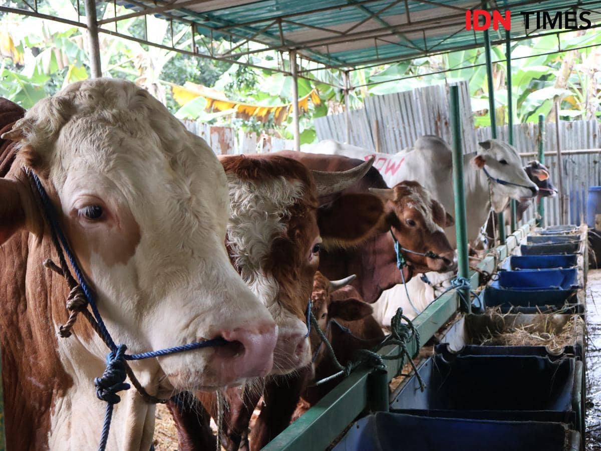 Sapi premium di Kandang Sapi Jowo, Banjir Kanal Timur (BKT) Jakarta Timur, Minggu (24/5/2026). (dok. IDN Times/Zahira Hilman)