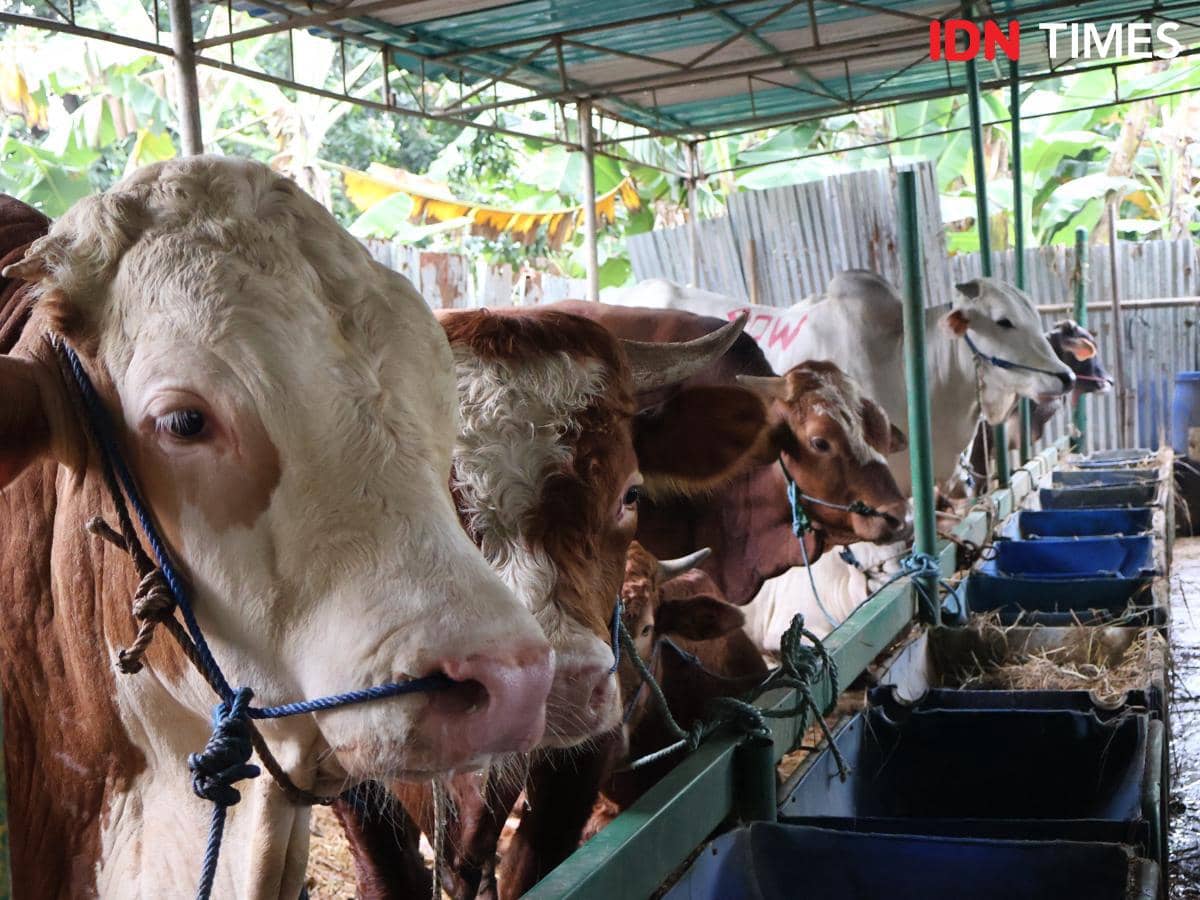 Meski Rupiah Melemah, Penjualan Sapi Kurban di Jaktim Tetap Ramai