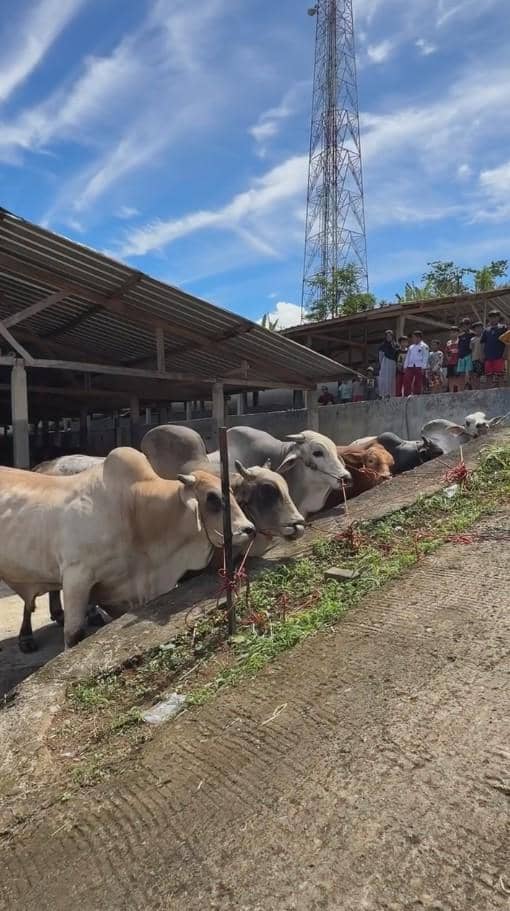 Beberapa sapi kurban berbaris di area kandang terbuka dengan latar langit biru dan menara tinggi di kejauhan.