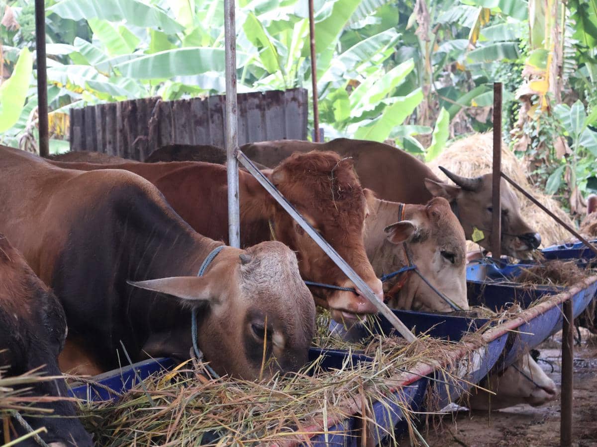 sapi kurban idul adha 2026.JPG