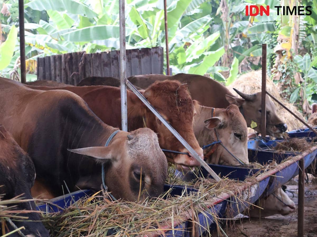 Sapi kurban di Kandang Sapi Jowo, Banjir Kanal Timur (BKT) Jakarta Timur, Minggu (24/5/2026). (dok. IDN Times/Zahira Hilman)