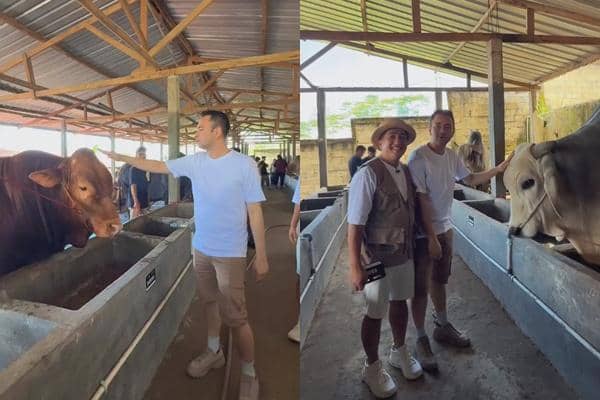 Momen Raffi Ahmad Beli Sapi Kurban Jumbo di Peternakan Irfan Hakim 2026
