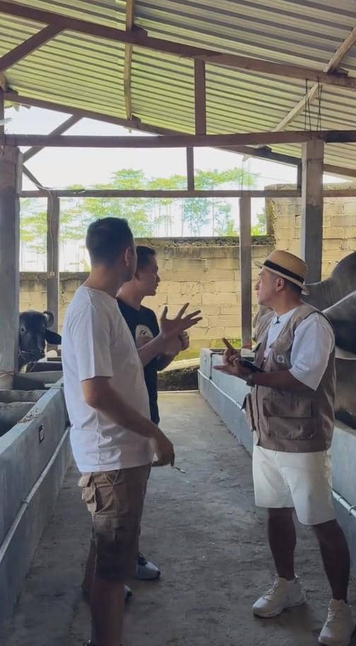 Tiga pria berbincang di kandang sapi dengan beberapa sapi di belakang mereka, tampak suasana santai di area peternakan.