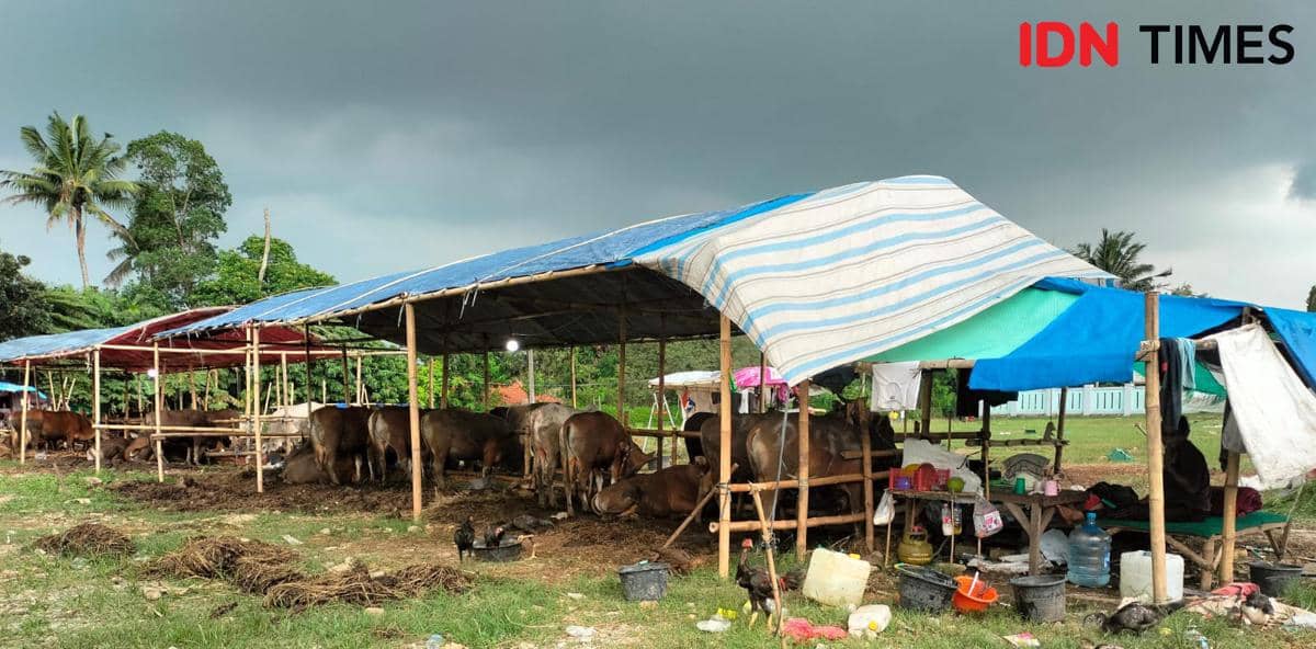 Hewan kurban berupa sapi yang dibawa langsung dari Bima, NTB dijual di Bekasi (IDN Times/Shera Amalia)