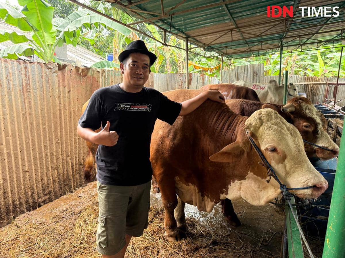 Mengintip Makanan Sapi Kurban yang Dijual hingga Rp70 Juta, Ada Jamu