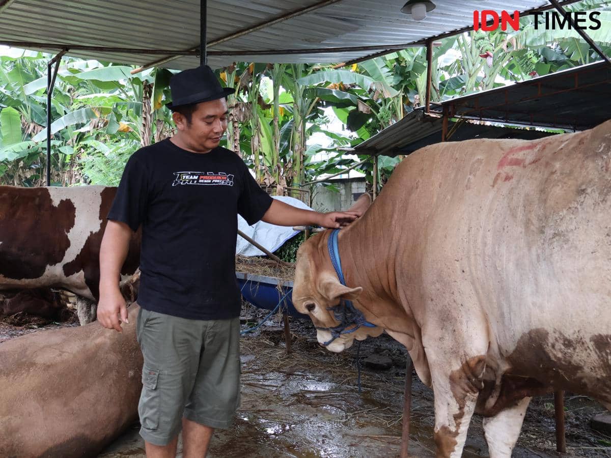Sapi kurban di Kandang Sapi Jowo, Banjir Kanal Timur (BKT) Jakarta Timur, Minggu (24/5/2026). (dok. IDN Times/Zahira Hilman)