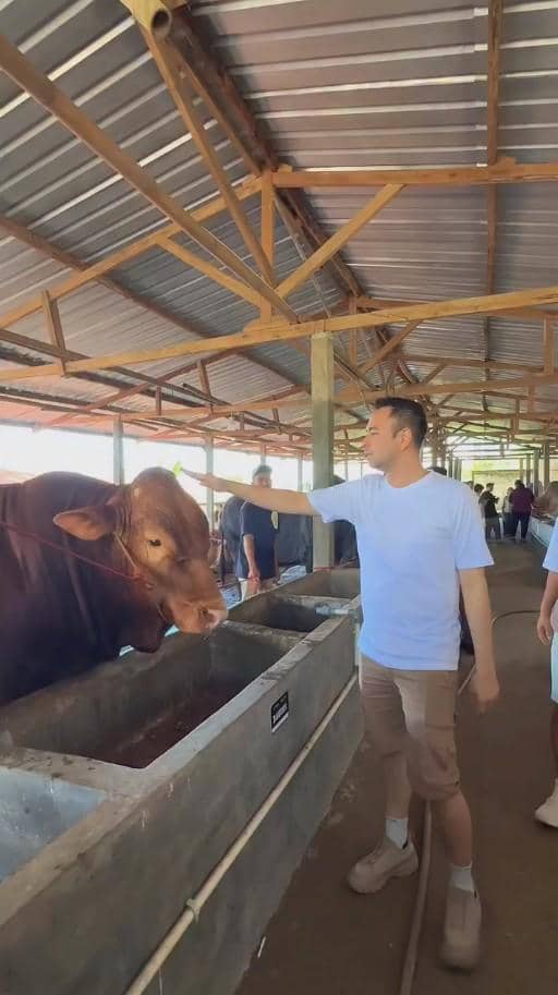 Seorang pria mengenakan kaus putih dan celana pendek cokelat sedang menyentuh sapi di area kandang beratap seng dengan beberapa orang di sekitarnya.