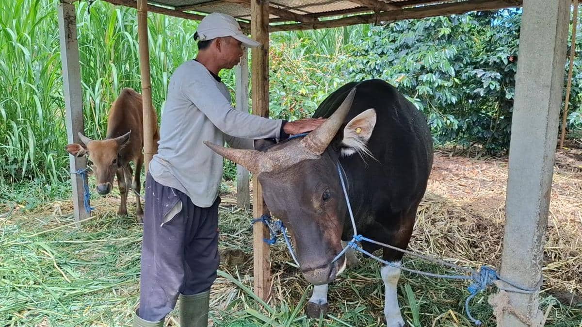 Presiden Prabowo Beli Sapi Karangasem Seharga Rp54 juta untuk Kurban