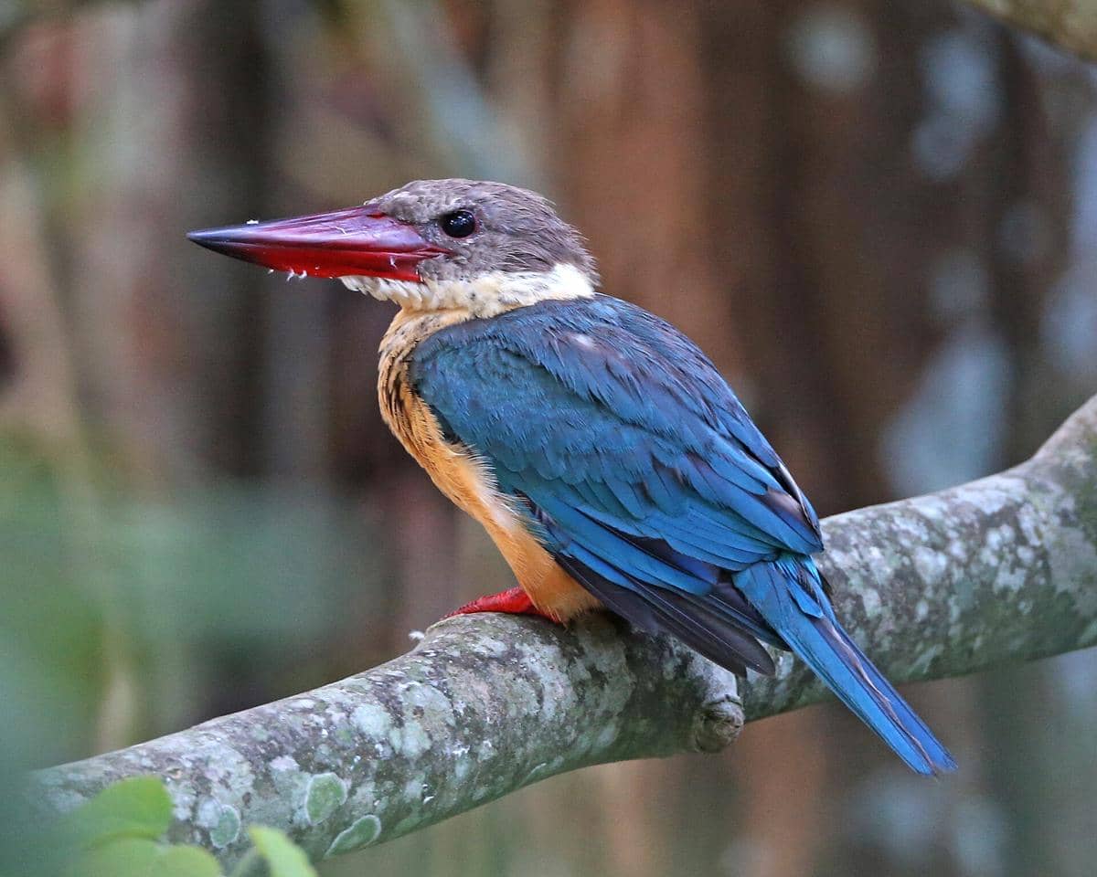 5 Fakta Pekaka Emas, Burung yang Sangat Menjaga Wilayahnya c1c2