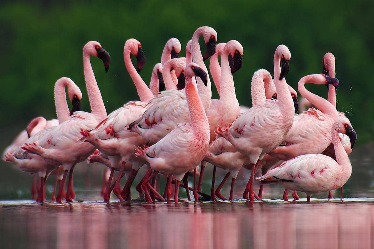 Lesser Flamingo