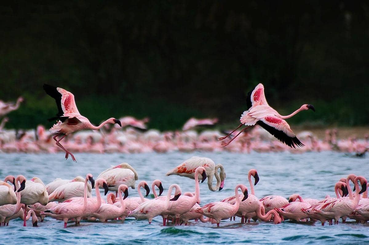 Lesser Flamingo