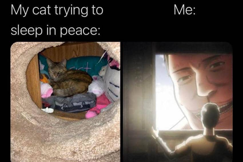 8 Meme Kucing tentang Kedamaian, kok Malah Ngerusuh, sih?