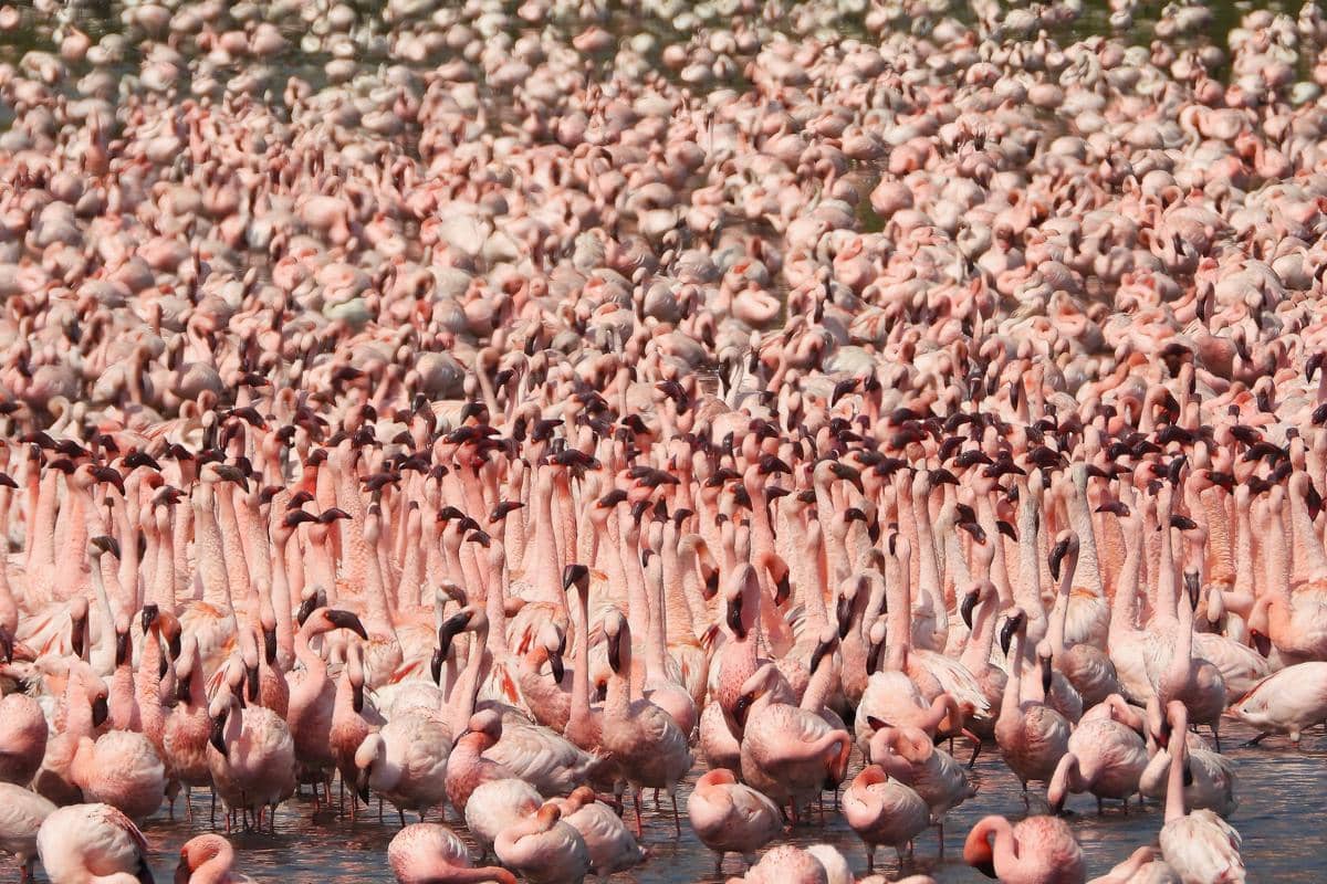 Lesser Flamingo
