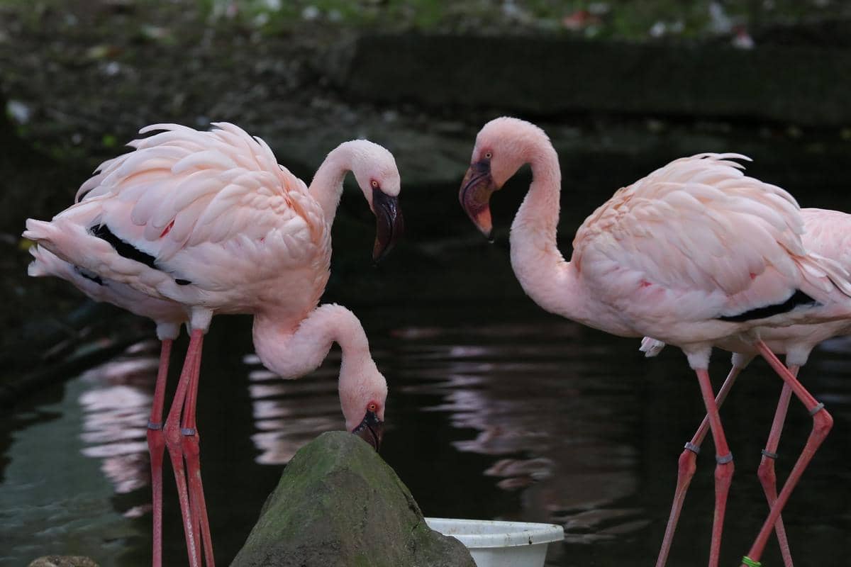 Lesser Flamingo 