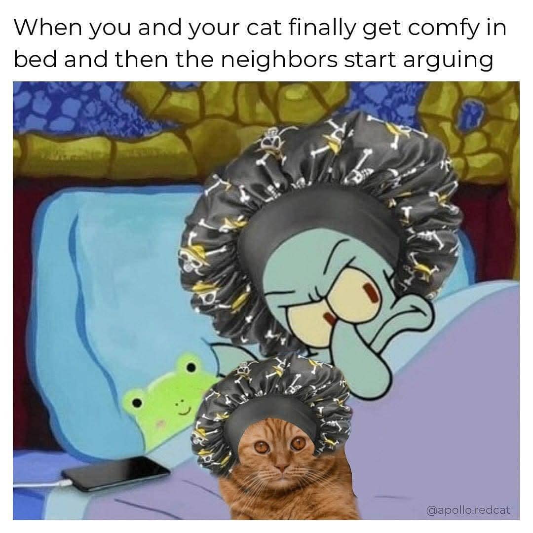 meme kucing tentang kedamaian