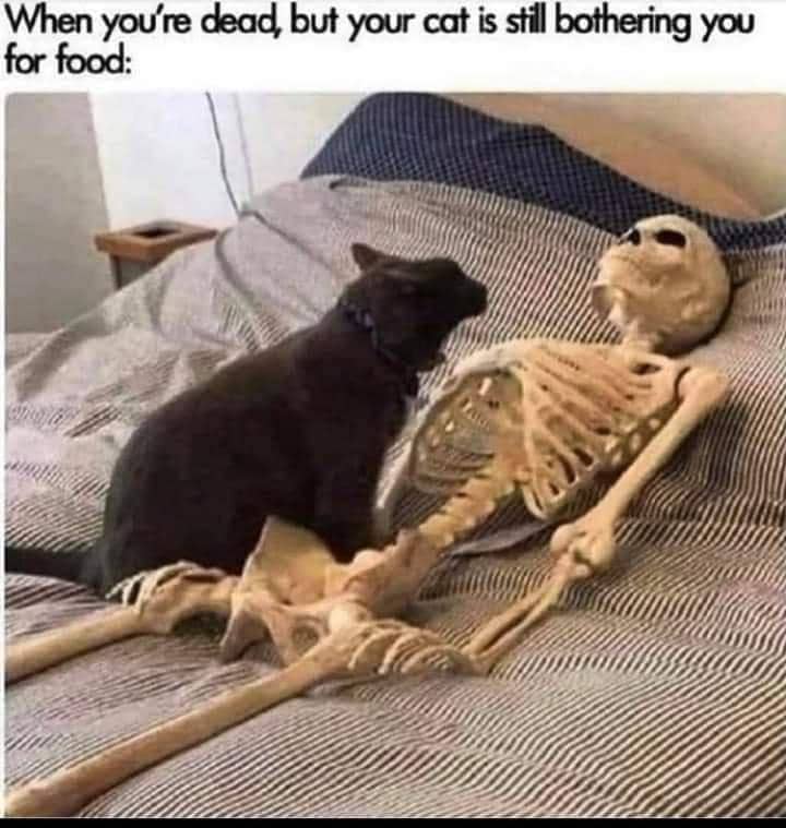 meme kucing tentang kedamaian