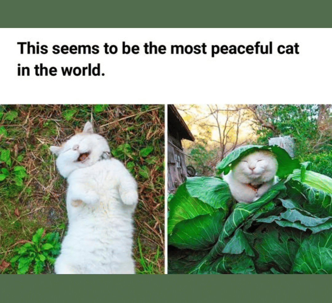 meme kucing tentang kedamaian