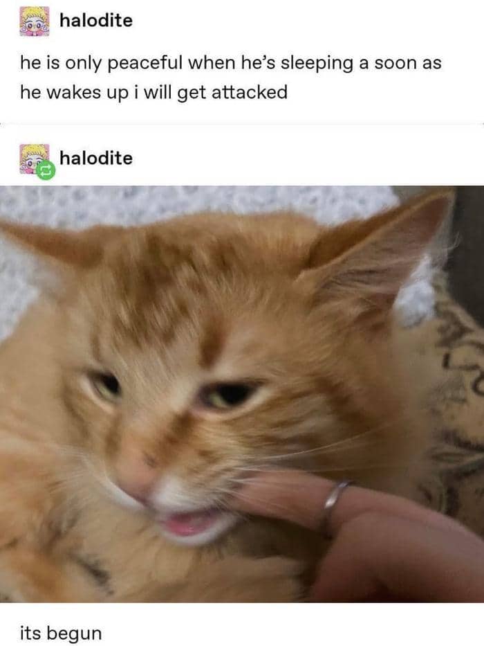 meme kucing tentang kedamaian