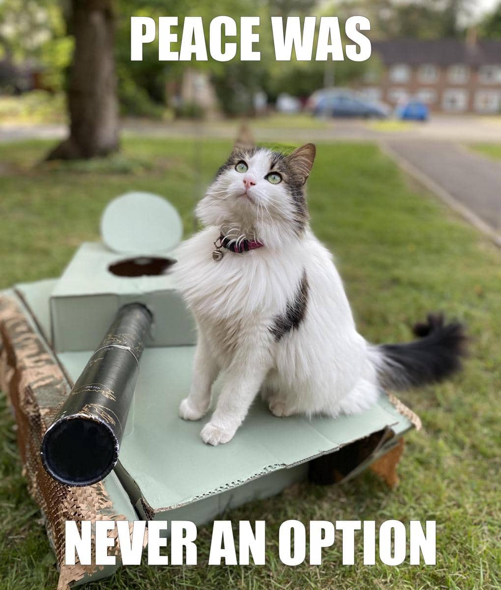meme kucing tentang kedamaian