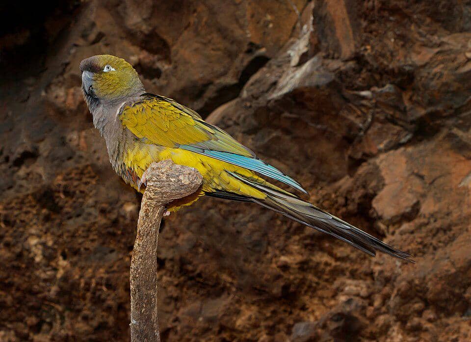 Burung Cyanoliseus patagonus