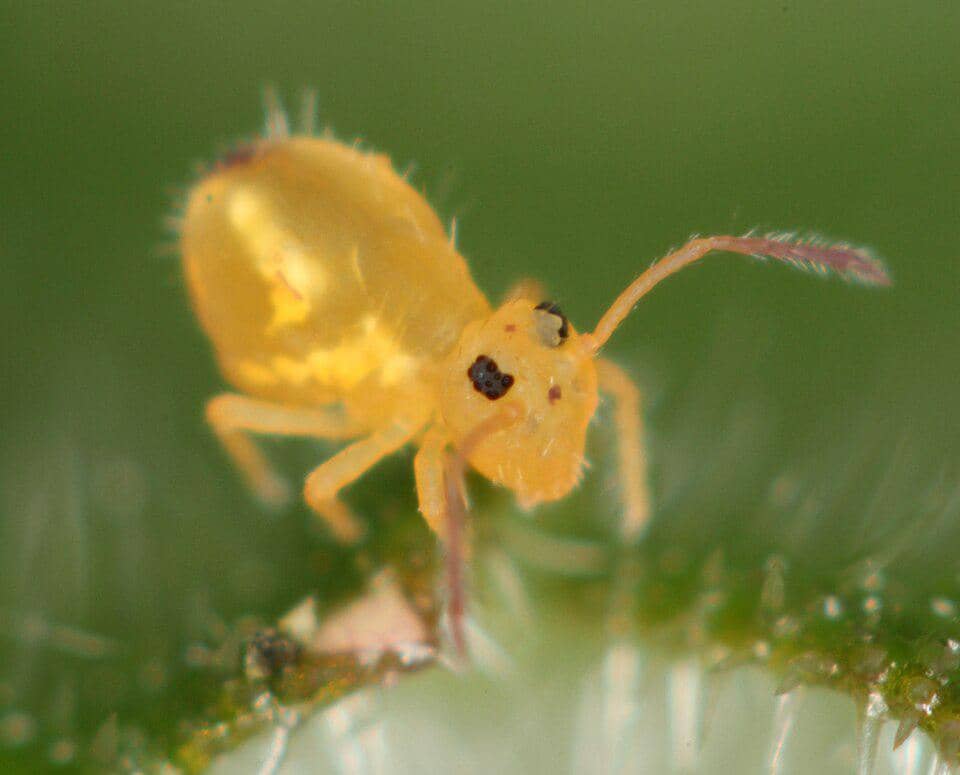 5 Fakta Unik Dicyrtomina Minuta, Serangga Mini yang Jago Melompat