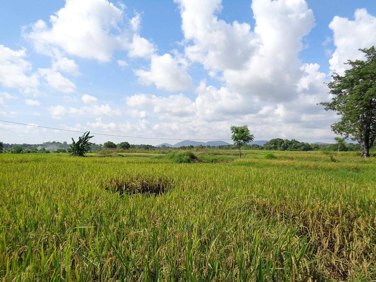 Hamparan sawah siap panen yang berada di Kabupaten Jeneponto, Sulawesi Selatan.