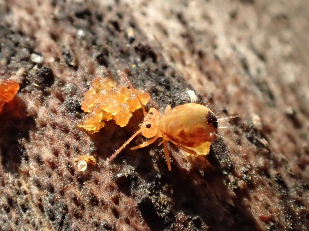 Serangga Dicyrtomina minuta