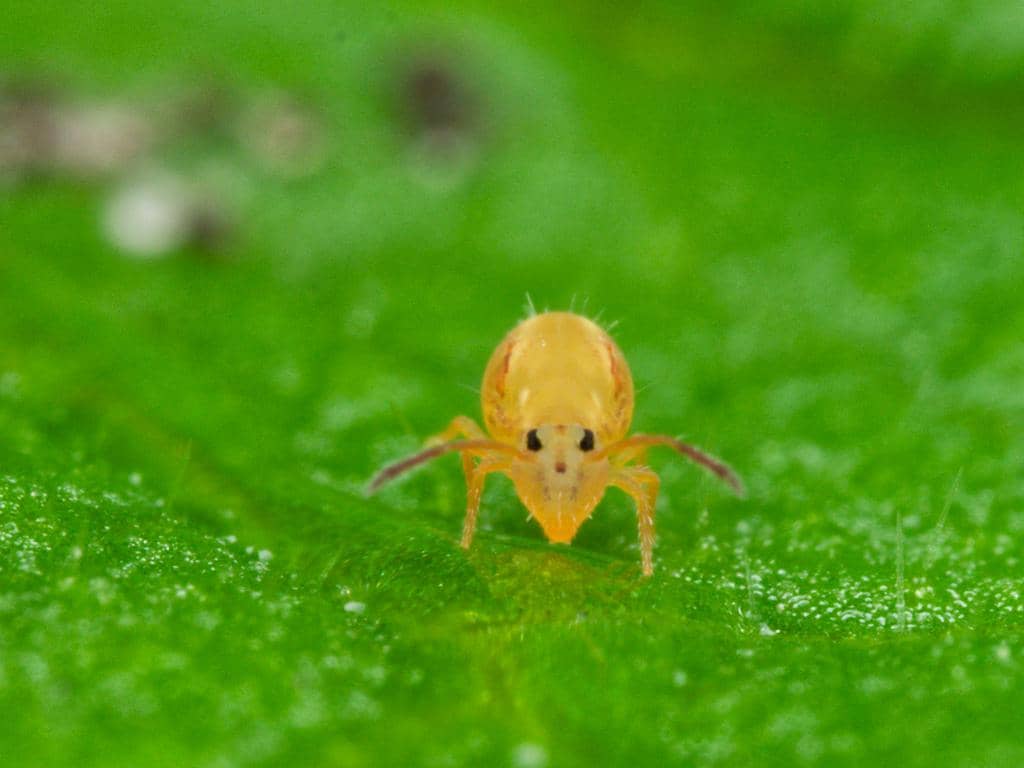 Serangga Dicyrtomina minuta