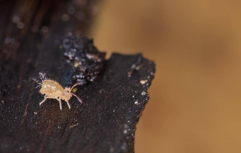 Serangga Dicyrtomina minuta