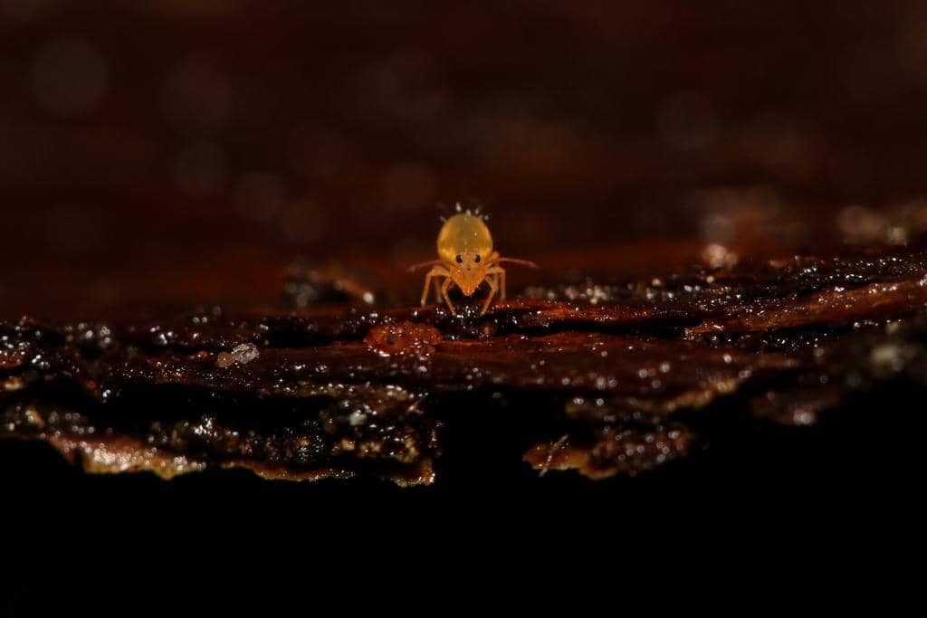Serangga Dicyrtomina minuta