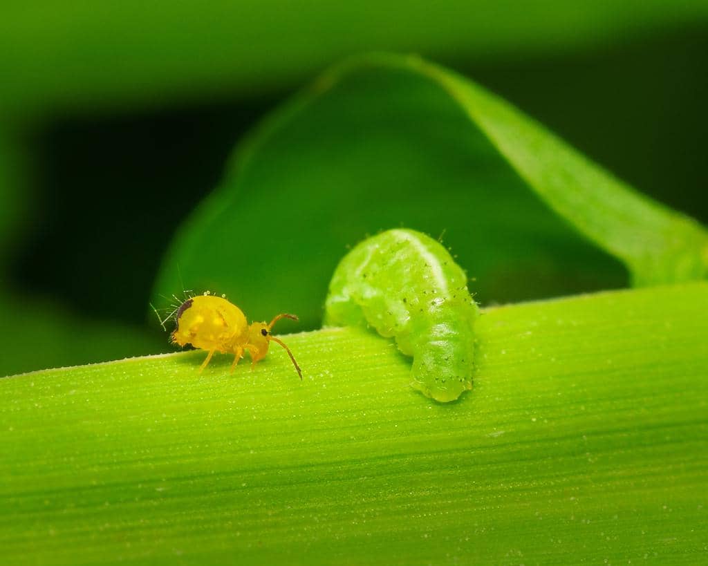 Serangga Dicyrtomina minuta
