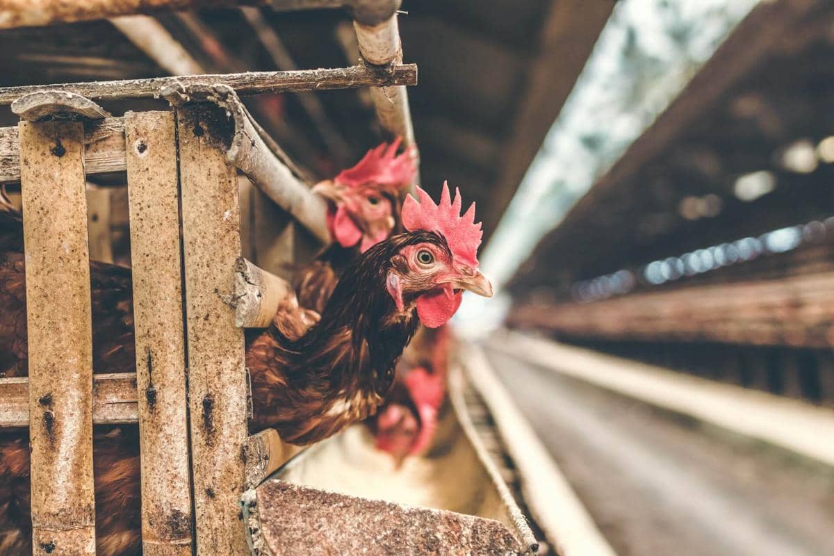 ilustrasi peternakan ayam, peternak telur