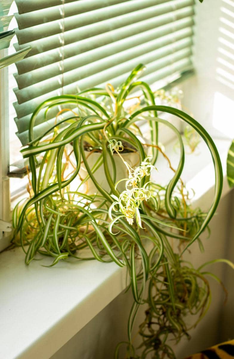 ilustrasi spider plant