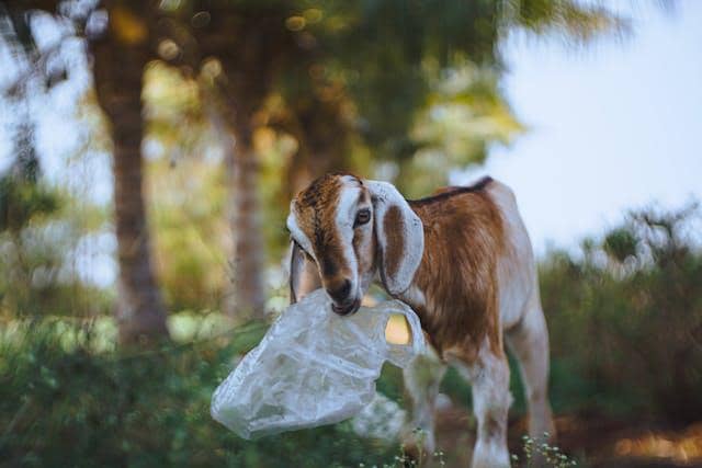 5 Cara Bikin Idul Adha Kamu Bebas dari Sampah Plastik