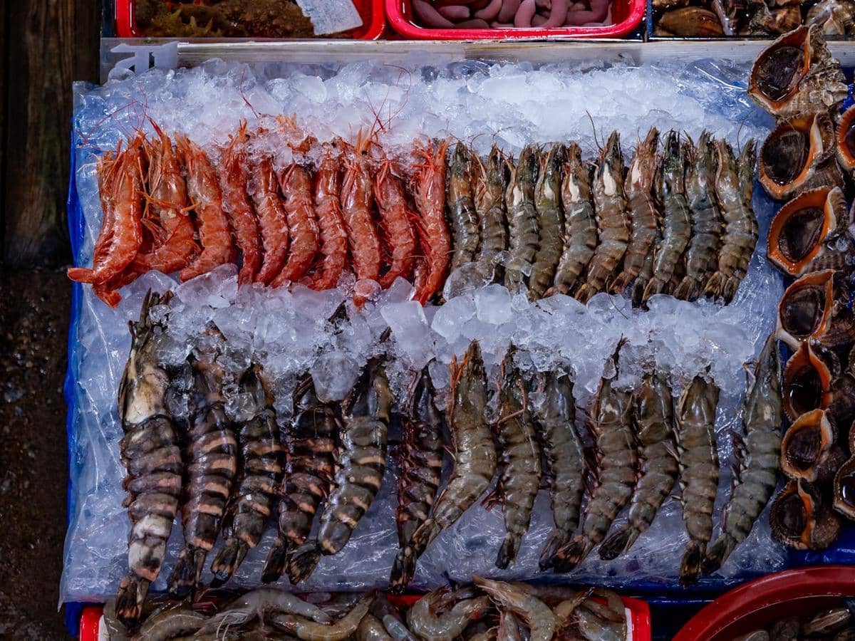 ilustrasi udang besar
