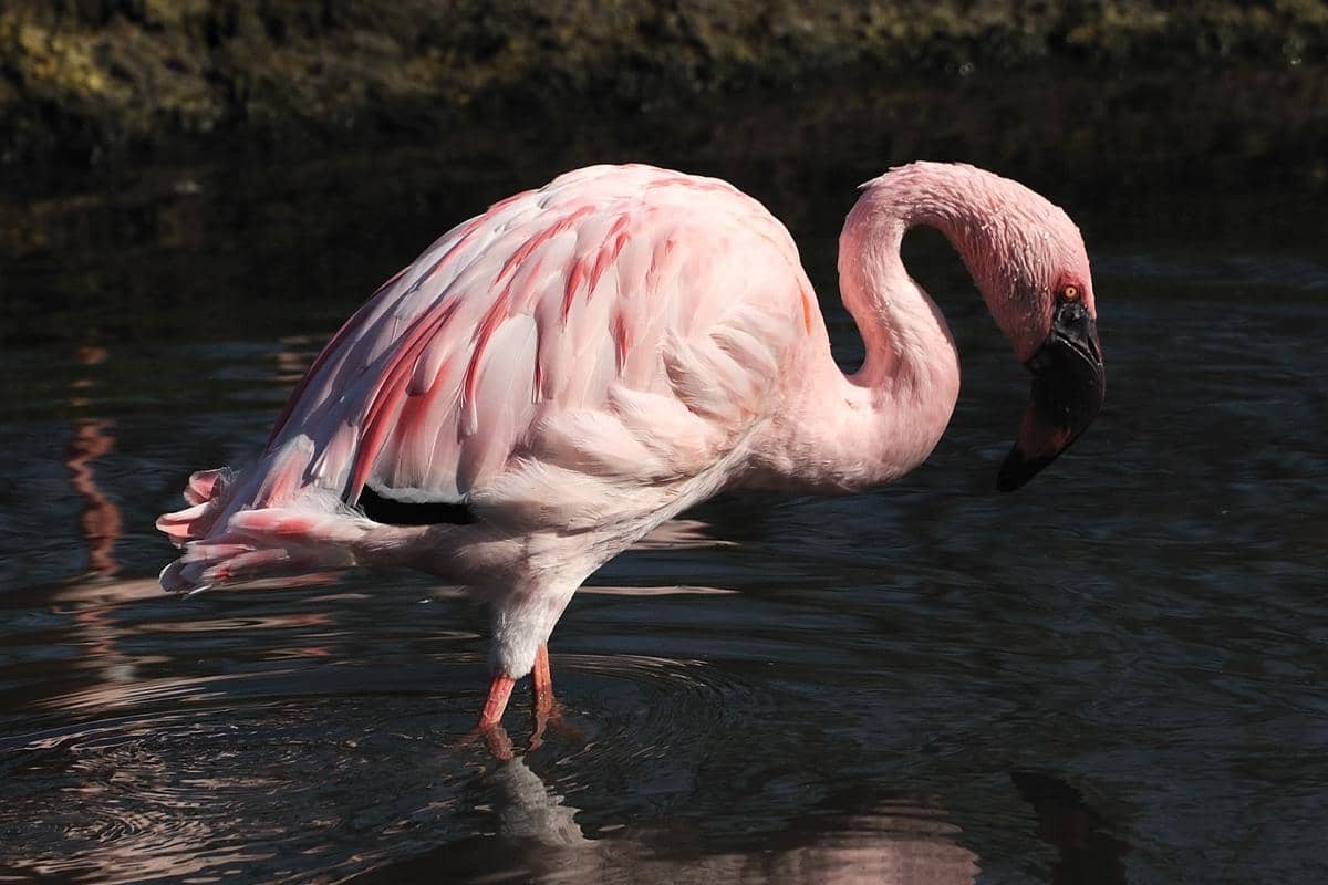 Lesser Flamingo 