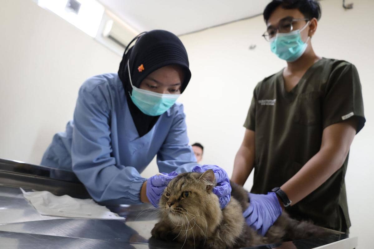  HJKS Ke-733, Warga Surabaya Bisa Sterilisasi Kucing Gratis 
