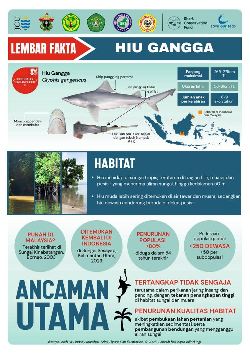 Tim peneliti dari Universitas Hasanuddin (Unhas) bersama James Cook University dan Universitas Borneo Tarakan menemukan kembali populasi Hiu