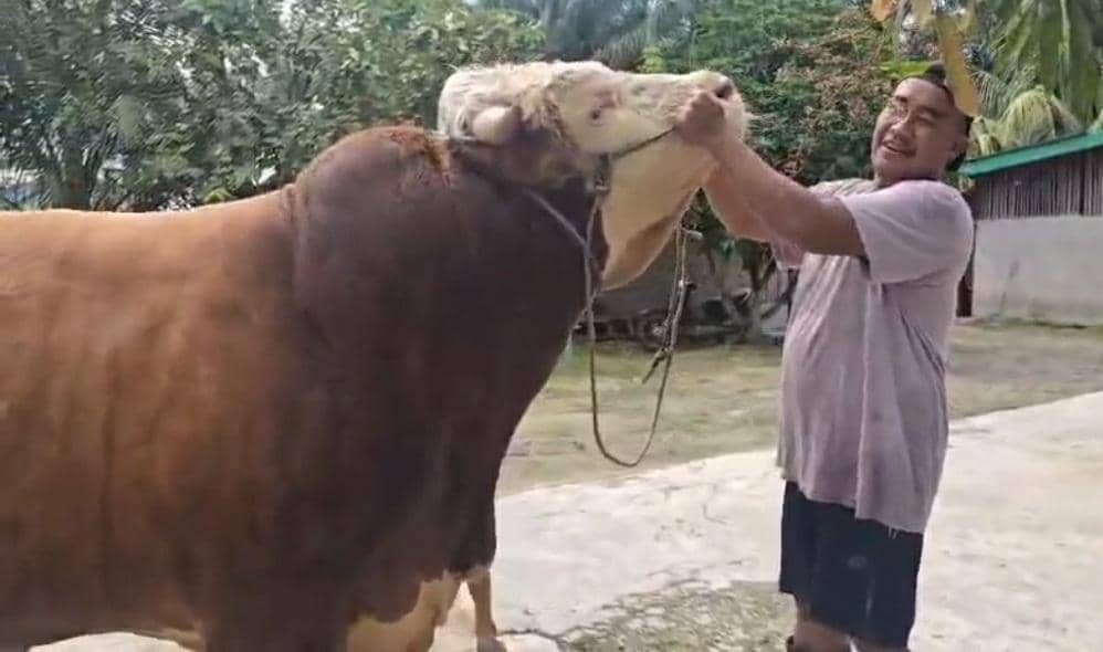 Si Bule, Sapi Kurban Presiden untuk Provinsi Riau Berbobot 1 Ton Lebih