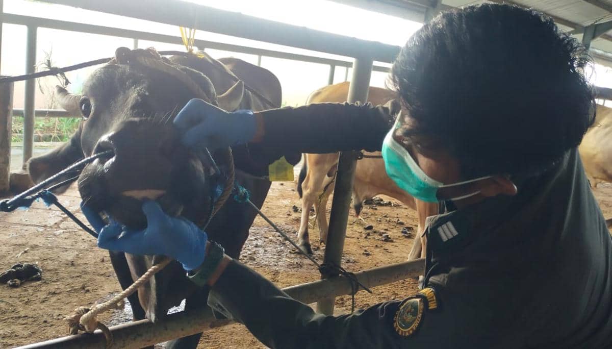 Barantin Sulsel Periksa Ketat Pengiriman Sapi Kurban ke Kalimantan
