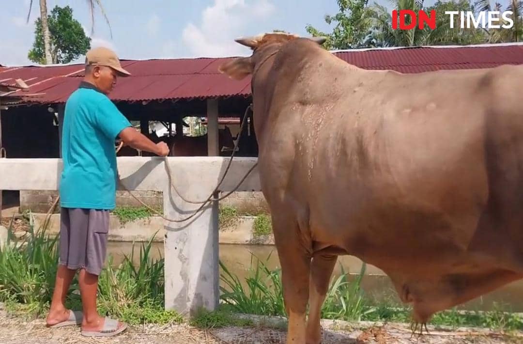 Seorang pria berdiri di samping sapi jumbo berwarna cokelat di dekat kandang, bersiap untuk kurban Iduladha 2026.
