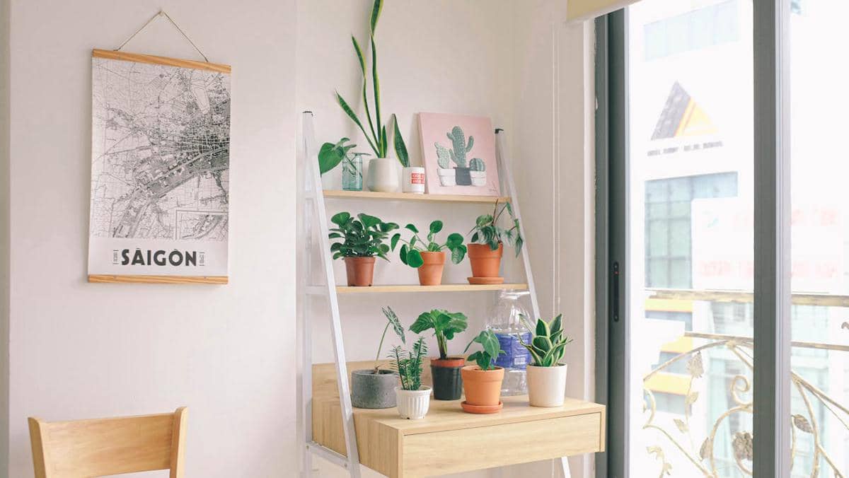 5 Tanaman yang Bikin Kamar Auto Estetik ala Pinterest